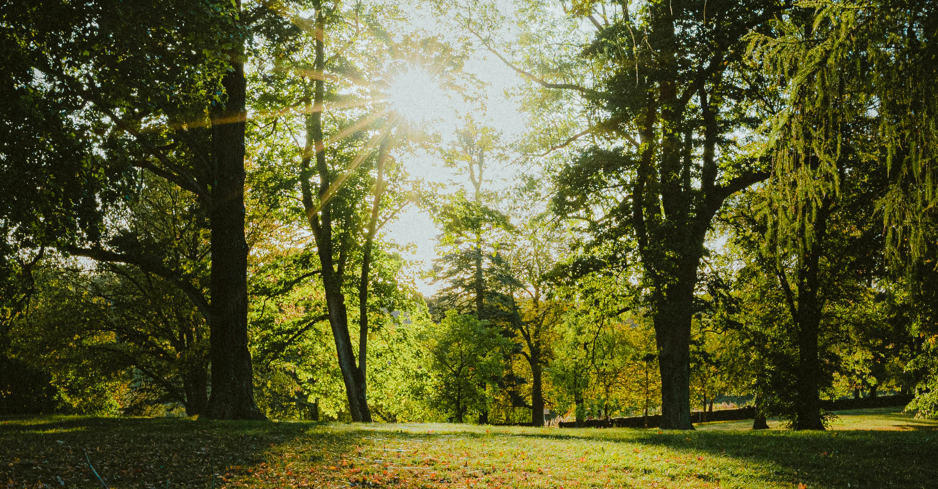 Bild eines Parks im grünen und zugleich urbanen Berlin Westend